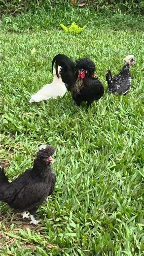 Polish Crested Chicken Farming #chickens #birds #farming #poultry #farmlife #kuku #egg #chicks