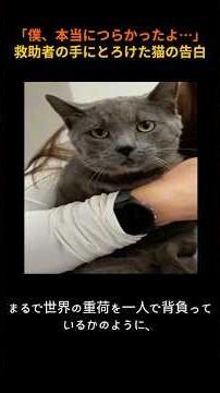 "It was so hard for me..." A cat's confession as he melts in his rescuer's hands #catrescue #stra...