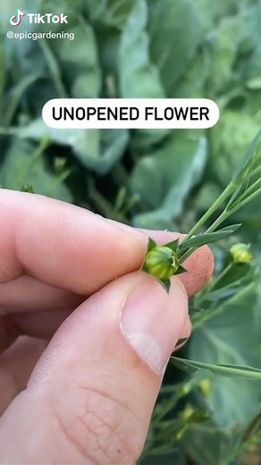 Homegrown flax seeds - a beautiful plant for it's tiny periwinkle flowers and ability to improve soil, plus you get seeds!