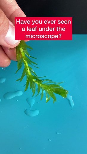 Exploring the Intricate Structure of Plant Leaves Using Microscopy