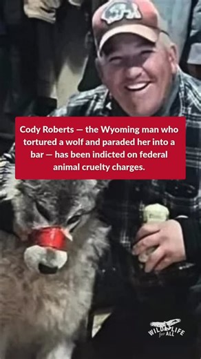 News broke yesterday that Cody Roberts — the Wyoming man who ran down a young wolf with his snowmobile, taped her mouth shut, and paraded her, still alive, into a bar — has been indicted by a federal grand jury on felony animal cruelty charges. If convicted, Roberts faces up to two years in prison and a fine of up to $5,000. Accountability matters. The cruelty Cody Roberts inflicted on his wolf victim shocked the world, and people demanded justice. But here’s the hard truth: Roberts is just one