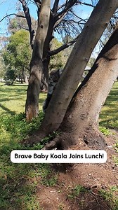 133K views · 1.3K reactions | Can I pet dat dog 凉 (Via - Sharon S.) | Try Not to Laugh | Facebook