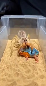 1M views · 2.4K reactions | A tense survival moment as a spider and frog face off inside a sandy box. Nature’s instincts on display—watch till the end!#SpiderVsFrog #NatureReels #WildlifeVideo #AnimalInstinct #SurvivalMoment #NatureShorts #FBReels #WildLifeDaily #ViralReels | Insect Insider | Facebook