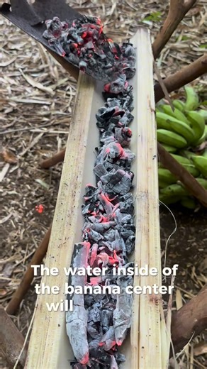 Chef Yuda Abitbol on Instagram: "When no more Hibachi try run this banana one 😂🤙🏾 Keep the leaf blower close tho to keep hot. Learned this from my bro @kiawe_outdoor @keyoakss No bananas were harmed in making this grill. . . . . . #foraginghawaii #bushcrafthawaii #honolulu #hawaiiforaging #"