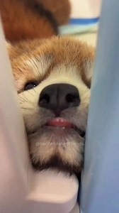 21K views · 1.1K reactions | Tell us that we are toothless #RedPandaAndFriends #redpanda #panda #animals | Red Panda And Friends | Facebook