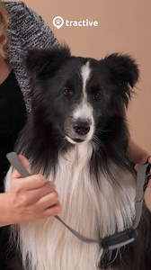 3.4K views | Nur für kurze Zeit: Spare bis zu 40% auf GPS & Health Tracker für Haustiere. Folge jedem Schritt und achte auf ihre Sicherheit. | Tractive | Facebook