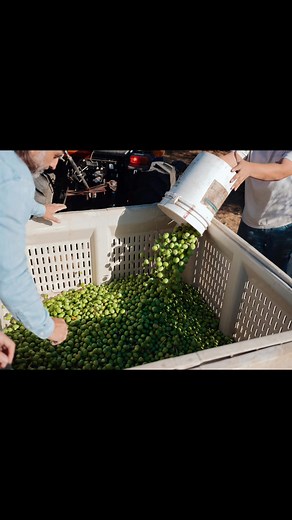 Thank you Jane Black & The New York Times for the story ‘They’re Rescuing Olive Trees, For More Than Oil’! These majestic trees have lived longer than us, have bound communities together, have mitigated our environmental excesses, and have delighted us with their elixir - ‘juice’ that we don’t only love for all its sensorial and culinary attributes but for its health enhancing qualities. Living on our planet holistically means that we must not only respect these trees for their history, but ensu