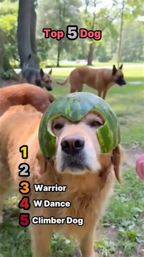 Top 5 CRAZIEST Dog Moments Caught on Camera! 🐶😂