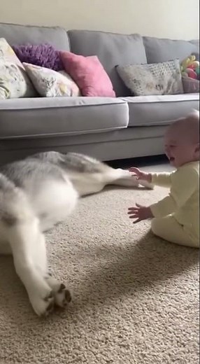 Adorable Baby Plays with Husky | Cutest Bond Ever!