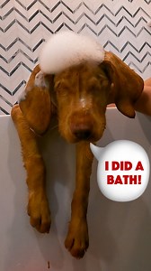 172K views · 5.6K reactions | Blind Homeless Puppy's First Bath is the CUTEST video on the internet ❤️ | Rocky Kanaka | Facebook