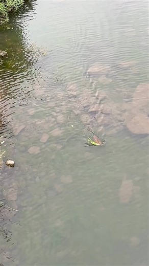 9K views · 156 reactions | Nature moment of the day: Caught a muskrat hard at work building a lodge! With mud, reeds, and some serious determination, this little architect is shaping a cozy home by the water. Muskrats are amazing engineers — and a sign of a healthy wetland ecosystem! | Johnson County Park and Recreation District - JCPRD | Facebook