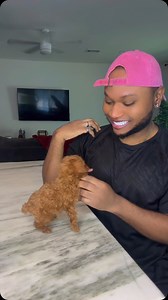 See yeit?! #toypoodle #puppy #poodle #funnymemes #pov #xdesignerbreeds #xpurebreds #caninecurator #texas #dallas #dogbreeder #reels | X-Designer Breeds