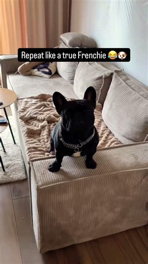 Play. Sleep. Repeat. 🐶💤 #shorts #dog #dogzyvibes #funnydogs #cutedog