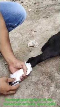 Fractured goat leg fix in 10 min ,homemade methods, spoon splint #goat #fracture #vet#pets#petlover