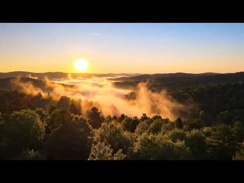 🌿 Amazônia: O Coração Verde do Planeta