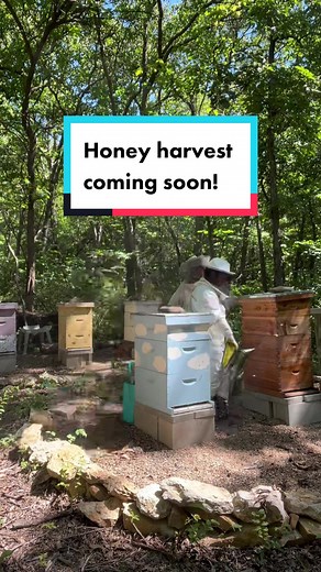 Cooks Happy Hive update: honey harvest is coming soon! #beekeeping #backyardbeekeeper #beetok #honeybee #beetiktok #bee #cookshappyhive #honey #honeyharvest #honeyflow #dearth