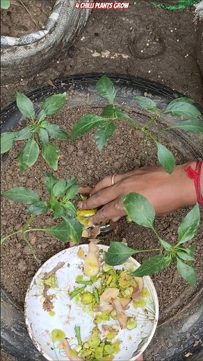 🌶️ 100% Genius Tyre Gardening Trick! 4 Chilli Plants Grow Super Fast #shorts #gardening #chilliplant