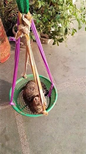 #kitty swing #lovely #cat