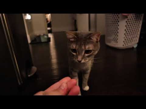 Testing the Canon R8 in low light