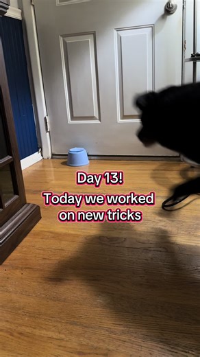 Day 13/30! Today I worked Badger’s mind by practicing three of his newest tricks. #tricktraining #dogtricks #enrichmentfordogs #smartdog #dog #dogsoftiktok