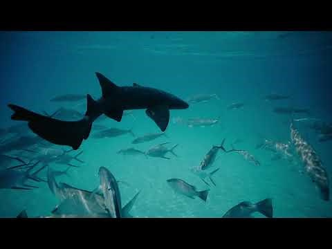 Shark Senses: An Introduction to Shark Senses