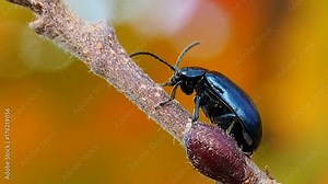 Beetle a pest of plants in the gardens of autumn. The alder leaf insect or a bat alder - pest of alder in all stages of development. The beetle is shiny blue or purple.