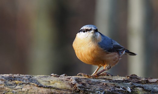 14 Things Nuthatches Like to Eat (Diet & Facts)