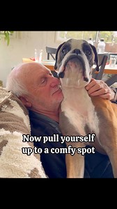 228K views · 10K reactions | Welcome to my napping tutorial, I have really honed this down to just the essentials, enjoy napping frens! #boxerdog #dogparents #dognap | Bobby from the bin | Facebook