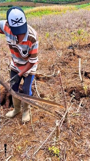 Manual Root Puller Lever Tool / Traditional Weed & Stump Puller