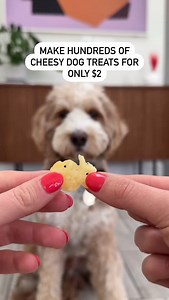 1.3M views · 12K reactions | DID SOMEONE SAY CHEESE襤 recipe below! Here’s how to make hundreds of cheesy dog treats for only $2. You’ll need: ✅sliced cheese (we used Swiss) ✅parchment paper ✔️Put the stacks of cheese on top of eachother ✔️Cut into small squares ✔️Bake at 250F for 30 minutes Hope your dog loves these treats too! #dogtreats #dogtreat #doggytreats #trainingtreats #dogsnack | That Dood Knox | Facebook