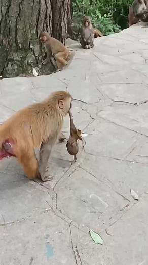 Funny Monkey Daily Activity - CY Animals #reels #relaxing #monkey #funnymonkey #cyanimals Eps - 1506 | CY Animals