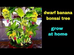 banana bonsai tree. how to grow dwarf banana tree from seed at home. dwarf cavendish banana tree new