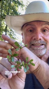 Wild foraging today for Purslane #garden #gardentips #homestead #farm #foodie #permaculture #wildforaging #foraging #purslane | PawPaw Ridge Homestead