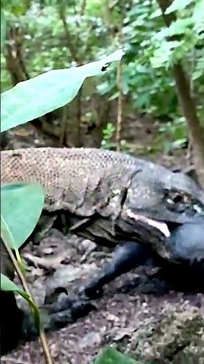 Komodo Dragon eats a pig WHOLE!!