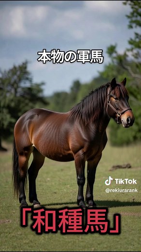 大河ドラマが隠す軍馬の事実#戦国時代 #軍馬 #歴史解説 #雑学 #ランキング #日本史 #大河ドラマ 戦国の軍馬は約130cm。 サラブレッドではない。 和種馬の歴史を解説。