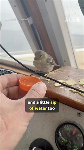 Lobsterman saves a tiny bird lost at sea 🐦❤️ #AnimalRescue #BirdRescue #Wholesome
