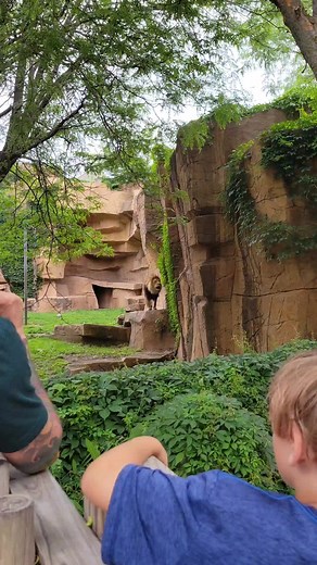 lion gets mad, gives a loud roar @brookfieldzoo #lion #lionmad #zoo #fypシ #mytiktok #saturdate