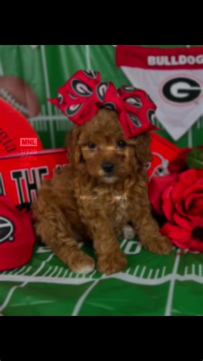 Mini Cava Poo Puppies: Adorable Companions from Georgia