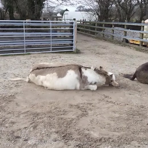 15K views · 2.6K reactions | Here's Pooh to make your Friday!  | The Donkey Sanctuary | Facebook