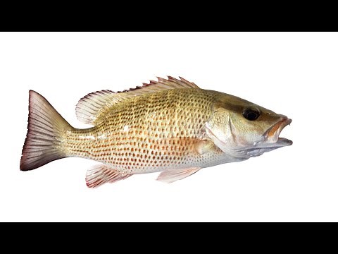 How To Catch Mangrove Snapper (Without Going Offshore)