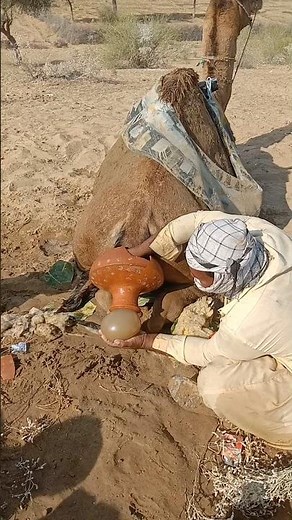 راعي يزيل مشيمة الناقة في صحراء ثر