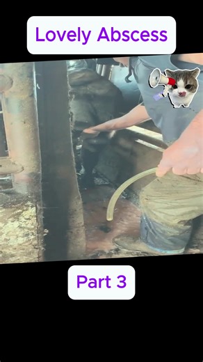 Veterinary Care for Abscesses in Cows
