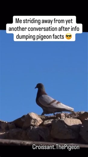 It’s a public service tbh. #birb #pigeonlove #pigeons #birdslover #borb | Croissant.ThePigeon