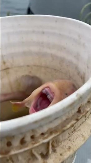 Deep Sea Horror Caught Alive! #scary #shorts