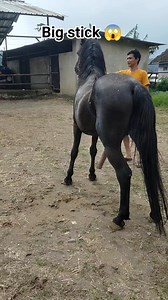 The cute one with a long and big stick ,part 11😬😬‼️ | Bima Stable