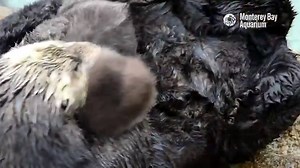 Sea otter breaks into aquarium, births adorable pup