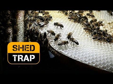 We Rescued 30,000 African Honeybees from a Tiny Shed!