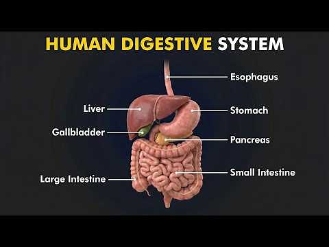 Human Digestive system Anatomy and Physiology (3d animation)