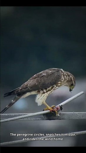 Peregrine Falcon: The 200 MPH Sky Strike