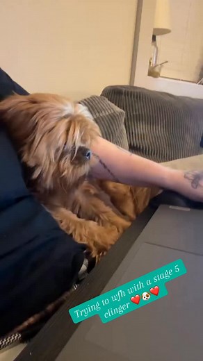 He has to be right next to his mommy at all times #dogmom #peekapoo | Jennifer Rizzo